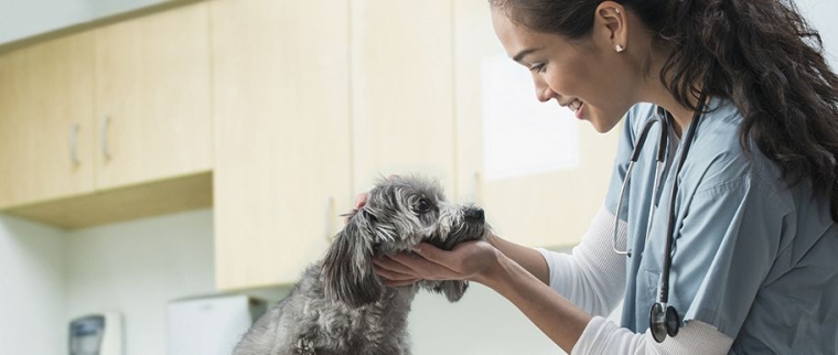 Délai de carence et assurance chien
